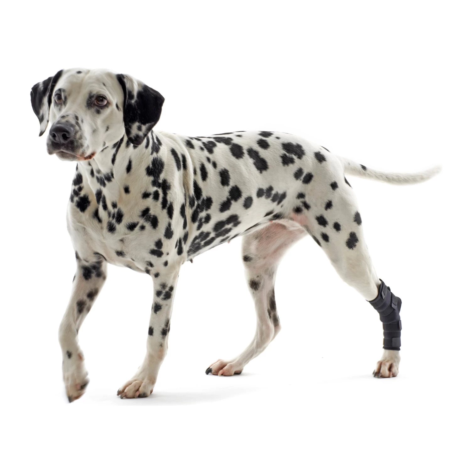 Kruuse Rehab Hakbeschermer - Afbeelding 9