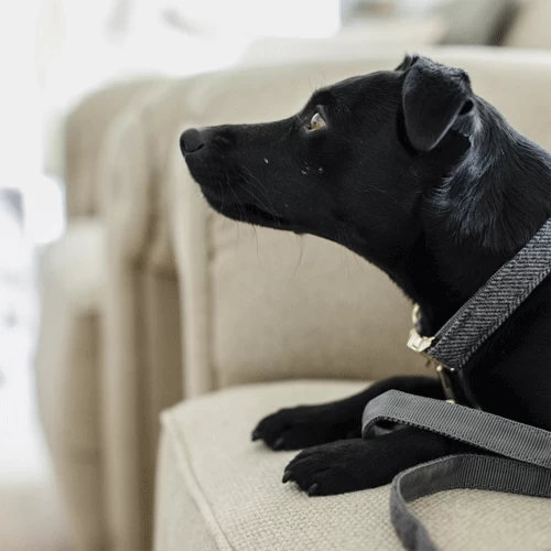 Kentucky Dogwear Hondenhalsband Wool - Afbeelding 17