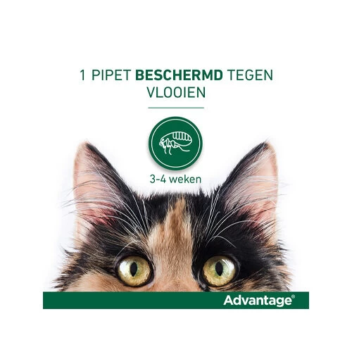 Advantage Kat - Afbeelding 12