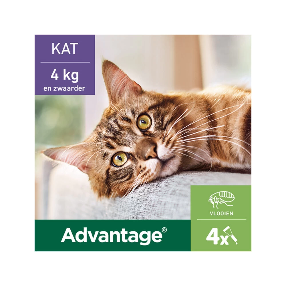 Advantage Kat - Afbeelding 8
