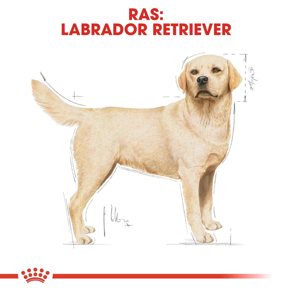 Royal Canin Labrador Retriever Adult - Hondenvoer - Afbeelding 7